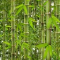 WP J 41504.jpg