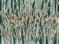 Narcise Art. 445 31 2102.jpg