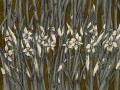 Narcise Art. 445 33 2102.jpg