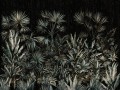 Passiflora-art-340-33-2101.jpg