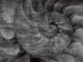 Fosilium-art-405-33-2101.jpg