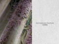 Wisteria tekstura.jpg