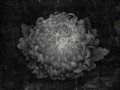 Gotti Art. 570 32 2201.jpg