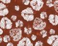 foglia rust_s.jpg