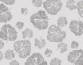 foglia dust_s.jpg