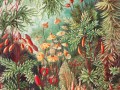fairytale vivid_s.jpg