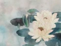 ophelia.webp